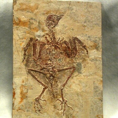 MainPage fossil-bird.jpg