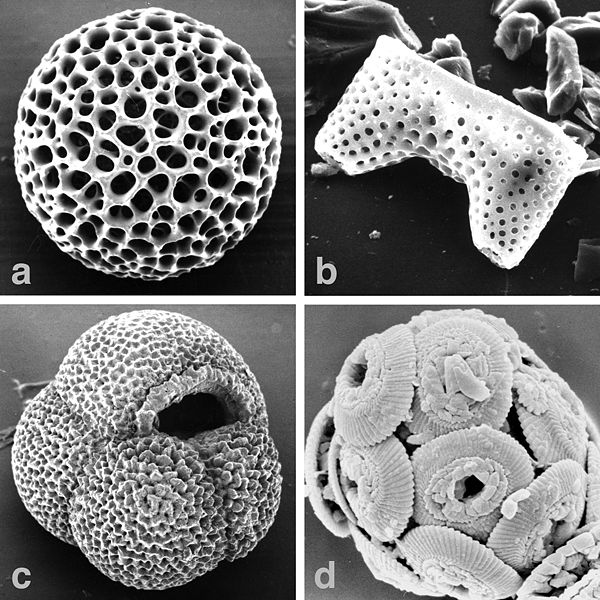 Marine-microfossils-major hg.jpg